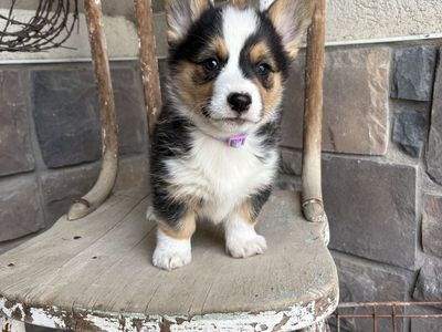 AKC Pembroke Welsh Corgi Puppies - Ready for a New Home