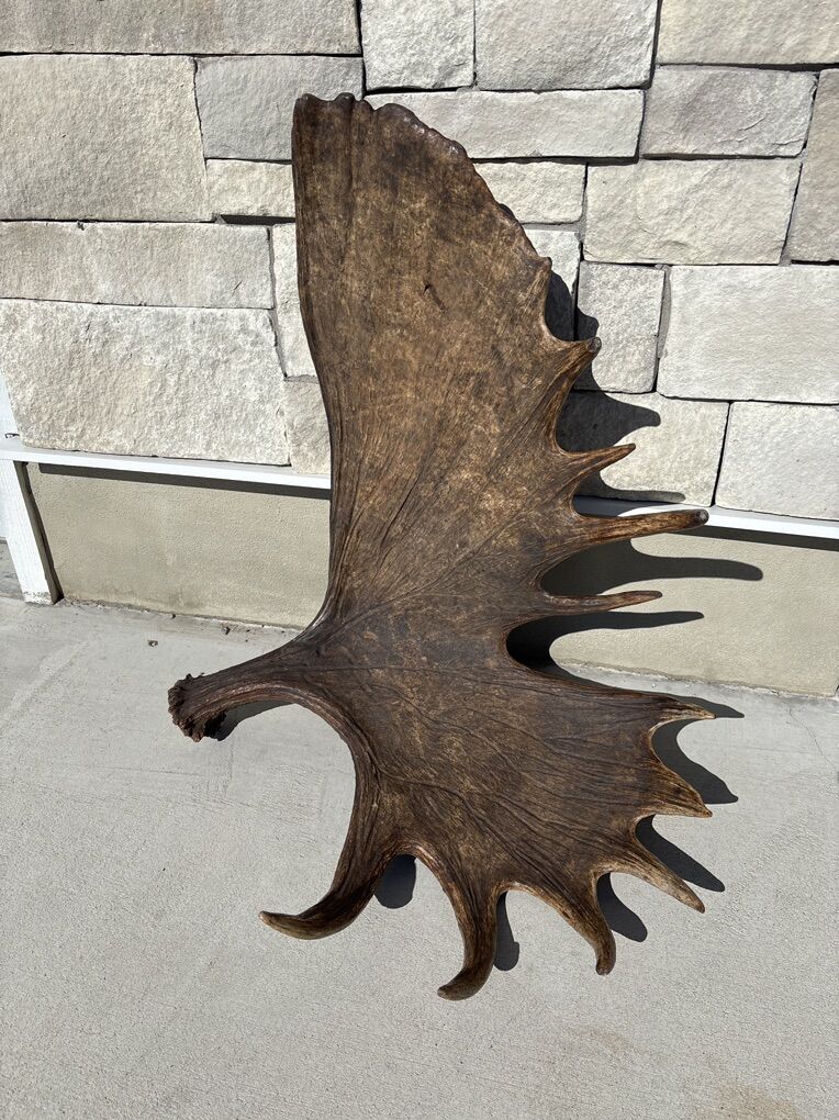 Big Brow Palm Alaskan shed Antler
