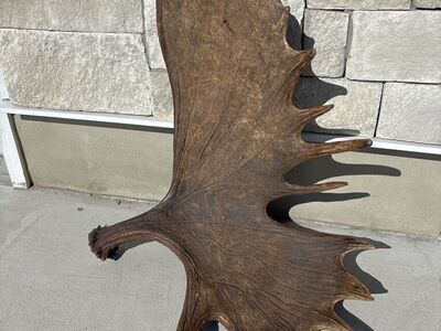 Big Brow Palm Alaskan shed Antler