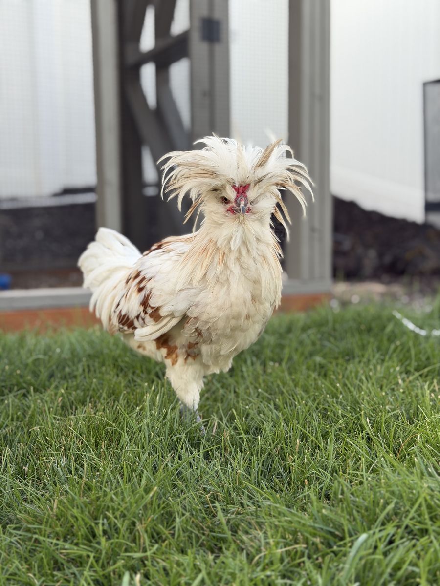 FREE - Crested Polish Rooster