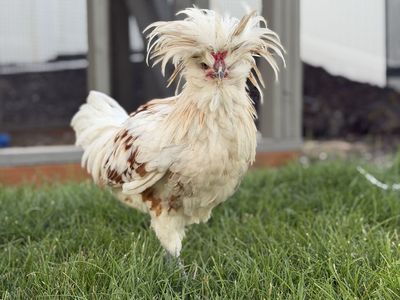 FREE - Crested Polish Rooster