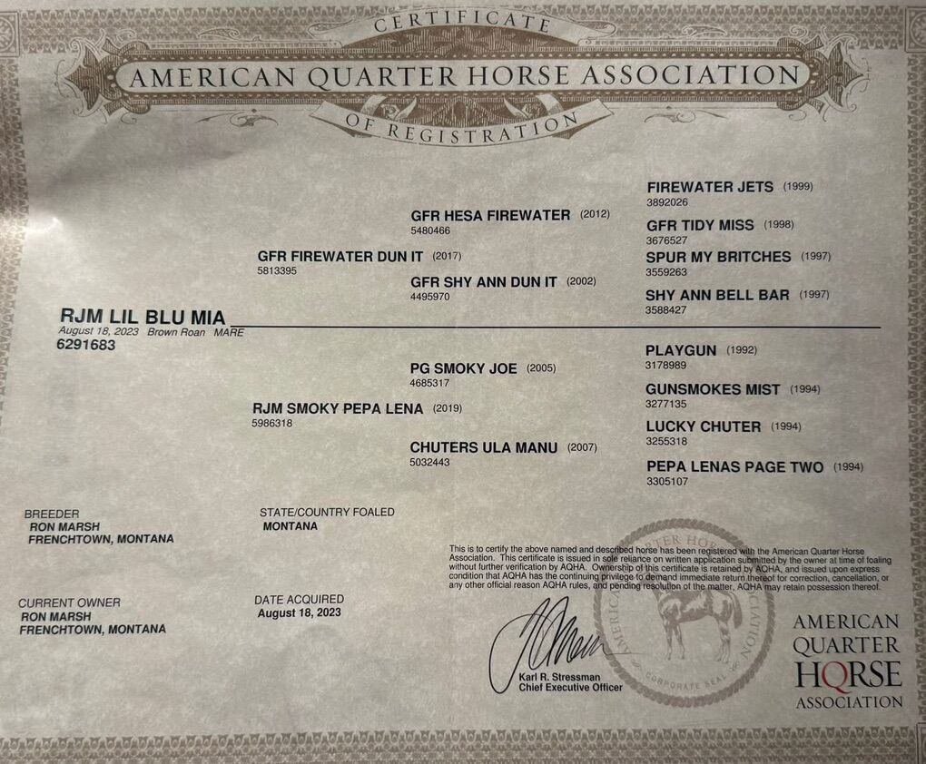 2-Year-Old AQHA Filly