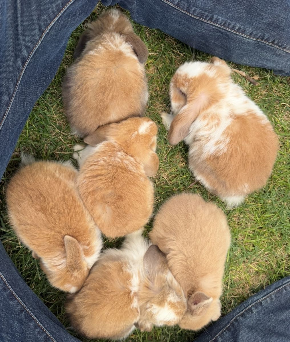 Pedigree Holland lop rabbits