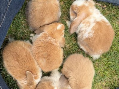 Pedigree Holland lop rabbits