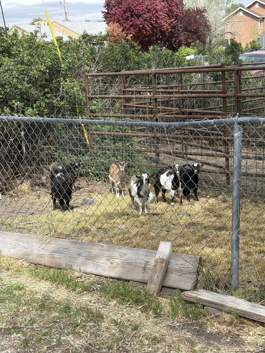 Young Nigerian dwarf Goats (lawn mowers or pets et