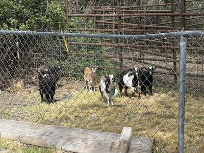 Young Nigerian dwarf Goats (lawn mowers or pets et