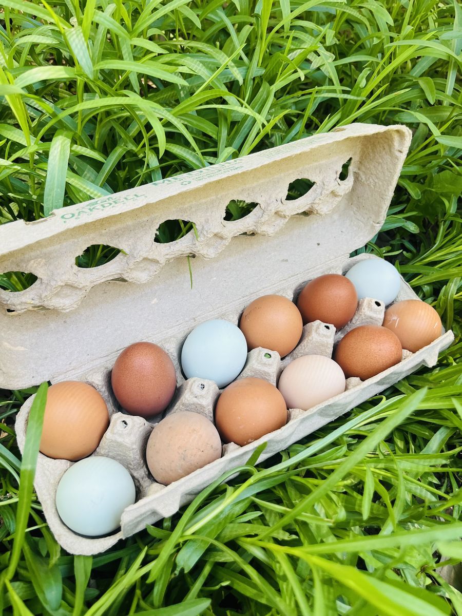 Fresh chicken eggs