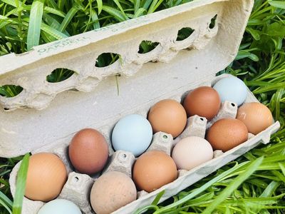 Fresh chicken eggs