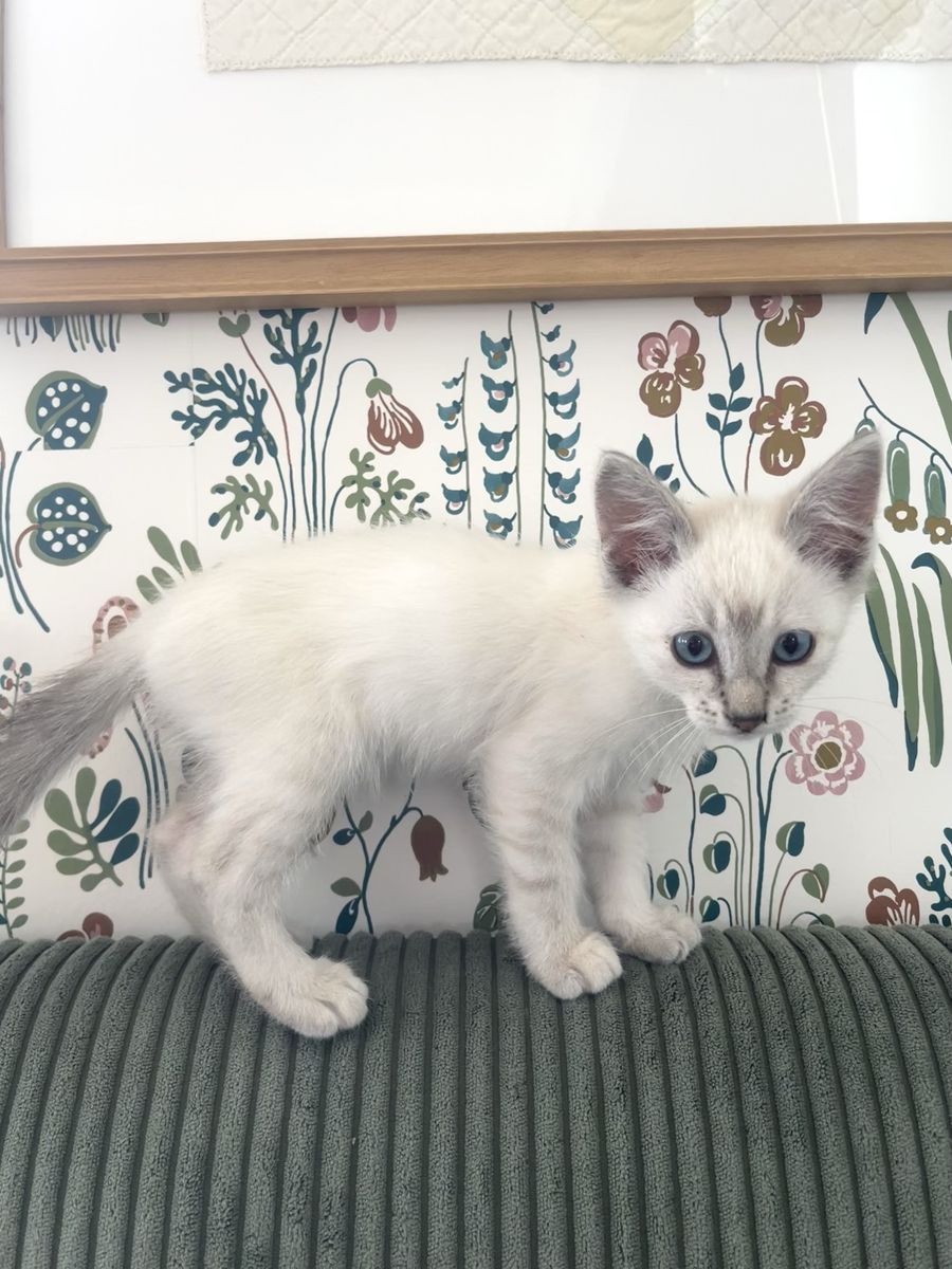 Adorable White Kitten with Blue Eyes
