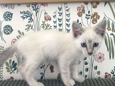 Adorable White Kitten with Blue Eyes
