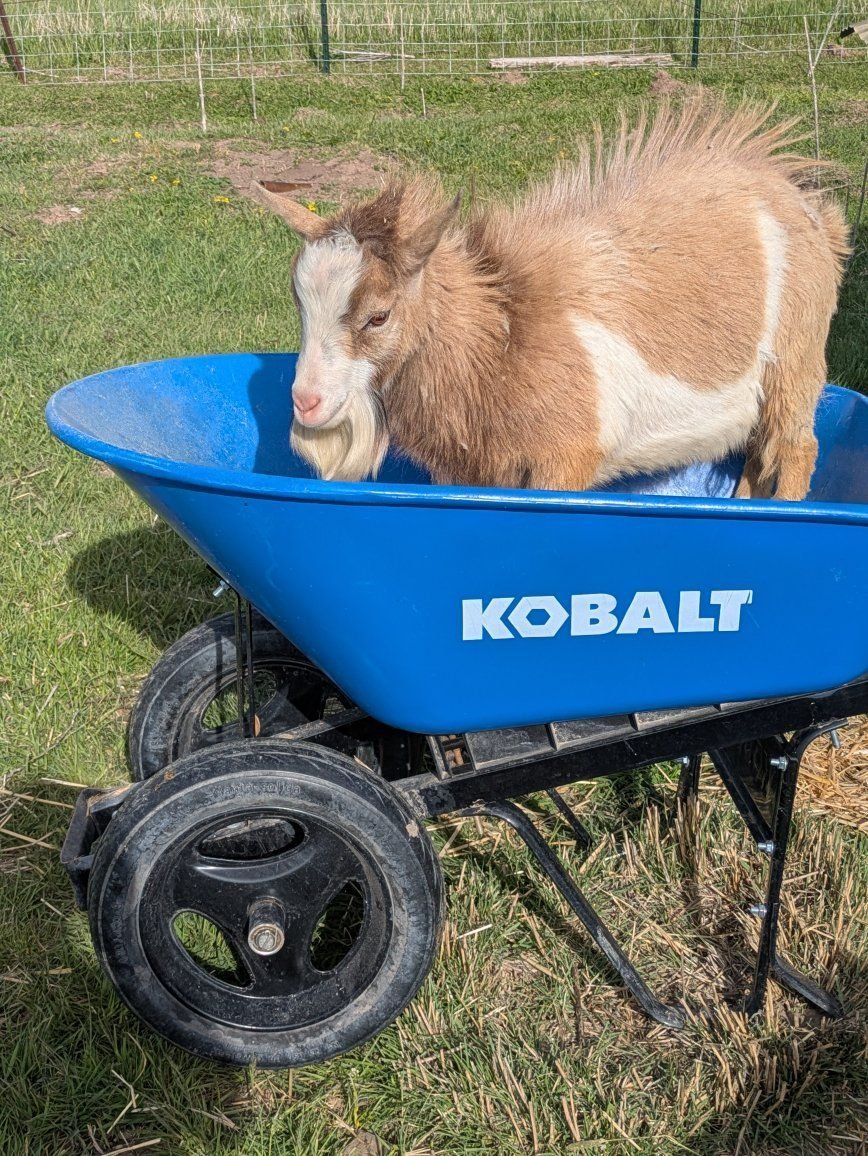 Breeding Male Goat for Sale!