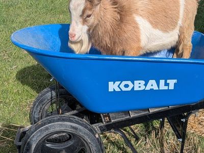 Breeding Male Goat for Sale!
