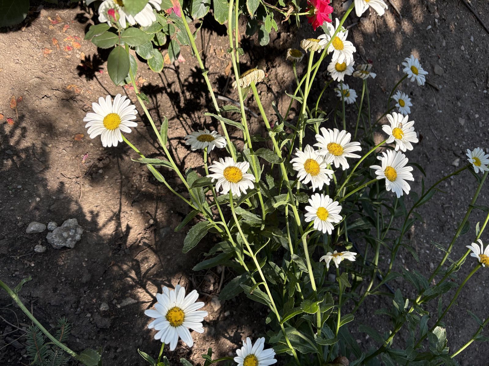 Shasta Daisy plants FREE also iris plants