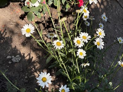 Shasta Daisy plants FREE also iris plants
