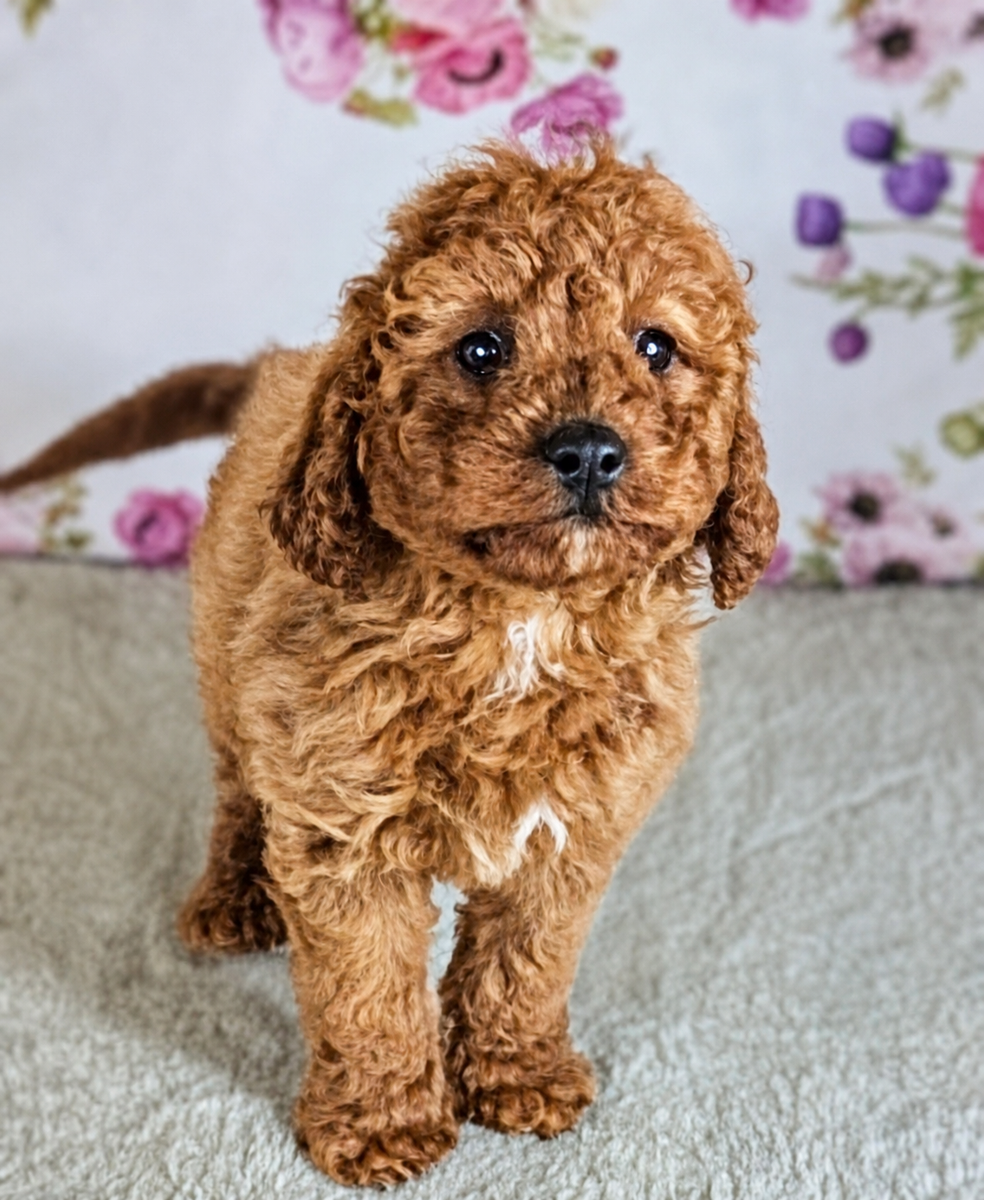 Girl Skye - Mini Goldendoodle $1800