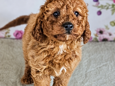 Girl Skye - Mini Goldendoodle $1800
