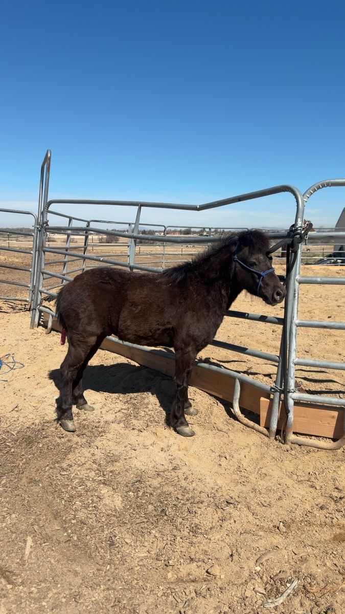 8yo Mini Gelding Will take Offers Tonight Only