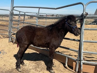 8yo Mini Gelding Will take Offers Tonight Only