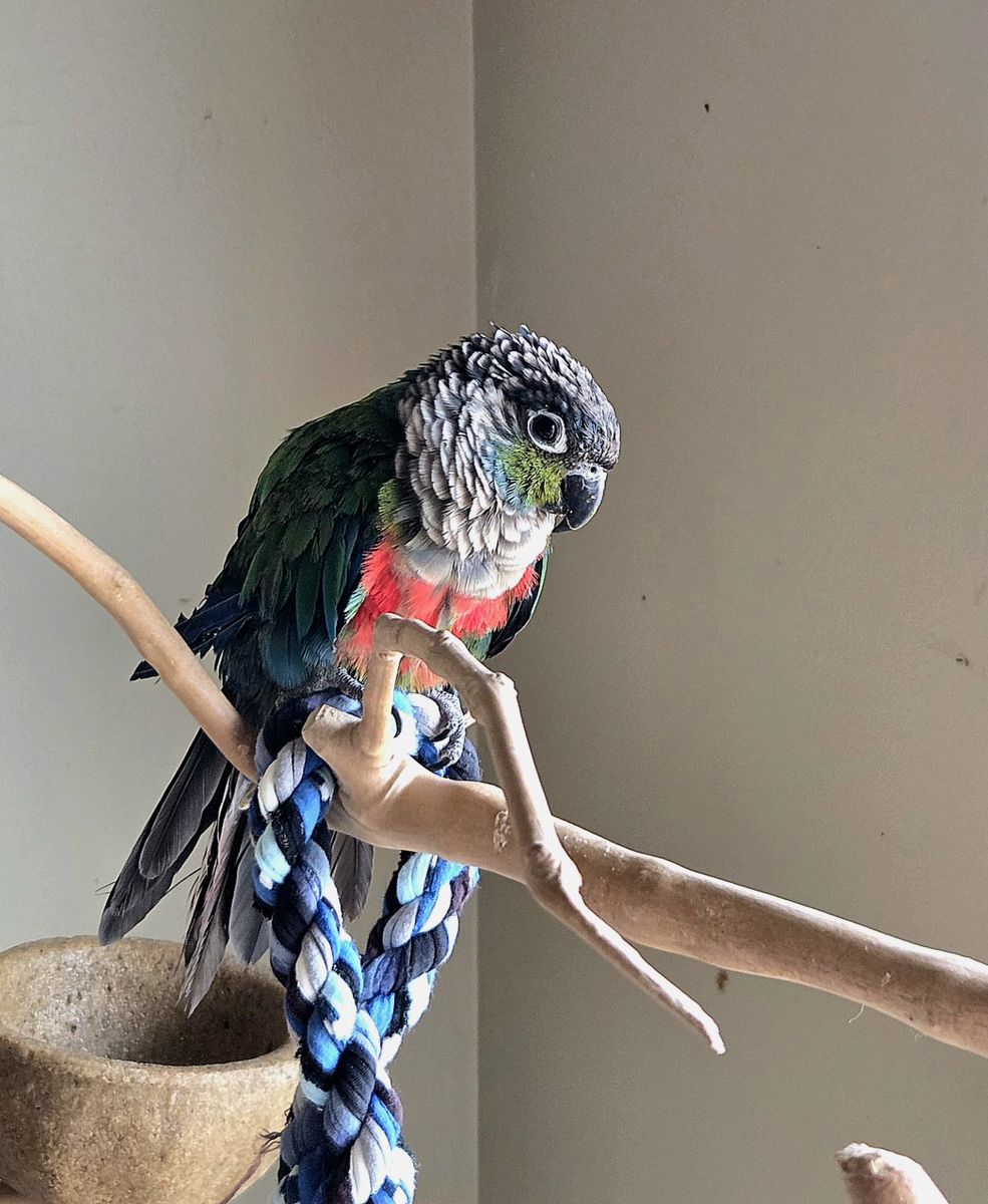 Handfed Crimson Conure