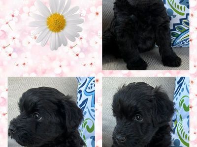 Miniature Whoodle's (wheaten Terrier/mini Poodle)