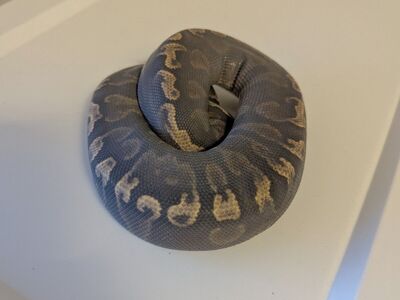 super ghi (100% het pied)