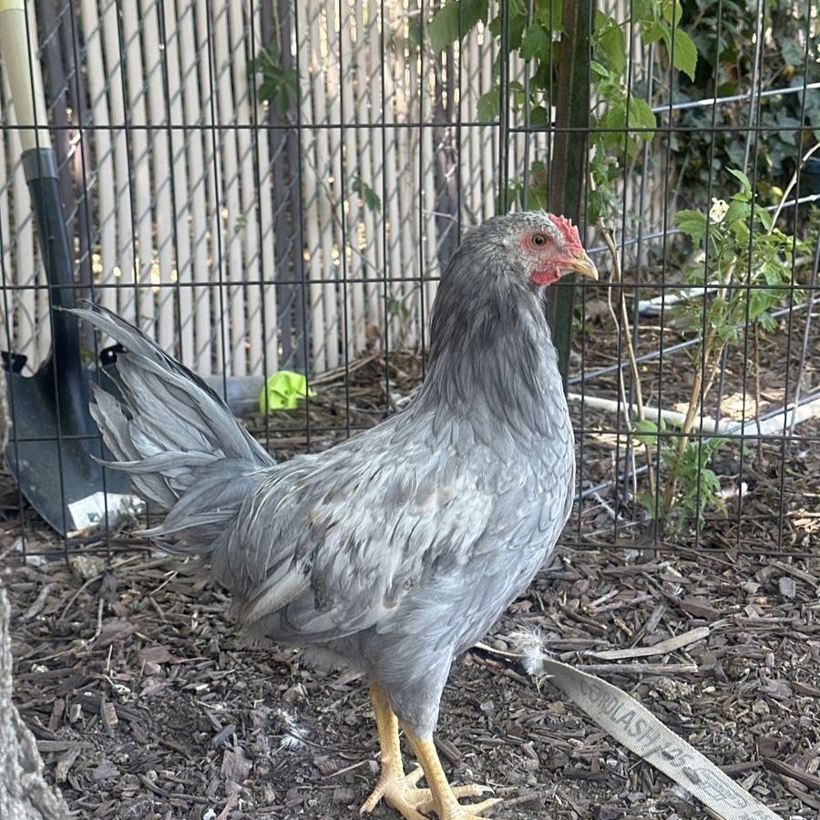 Four 10 week Cockerels/Roosters 4 for $12