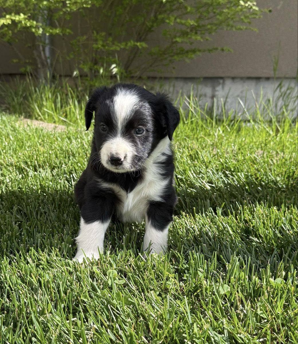 Aussie puppy