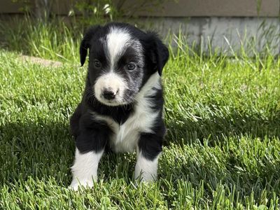 Aussie puppy