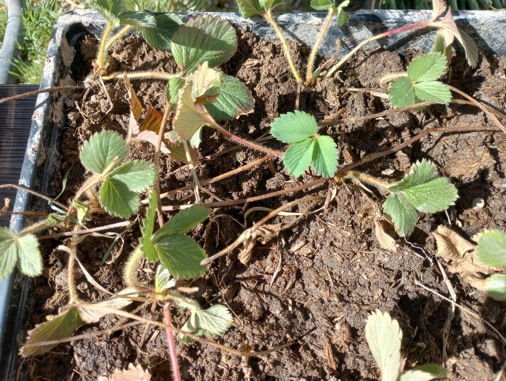 Free strawberry starts