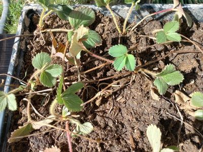 Free strawberry starts
