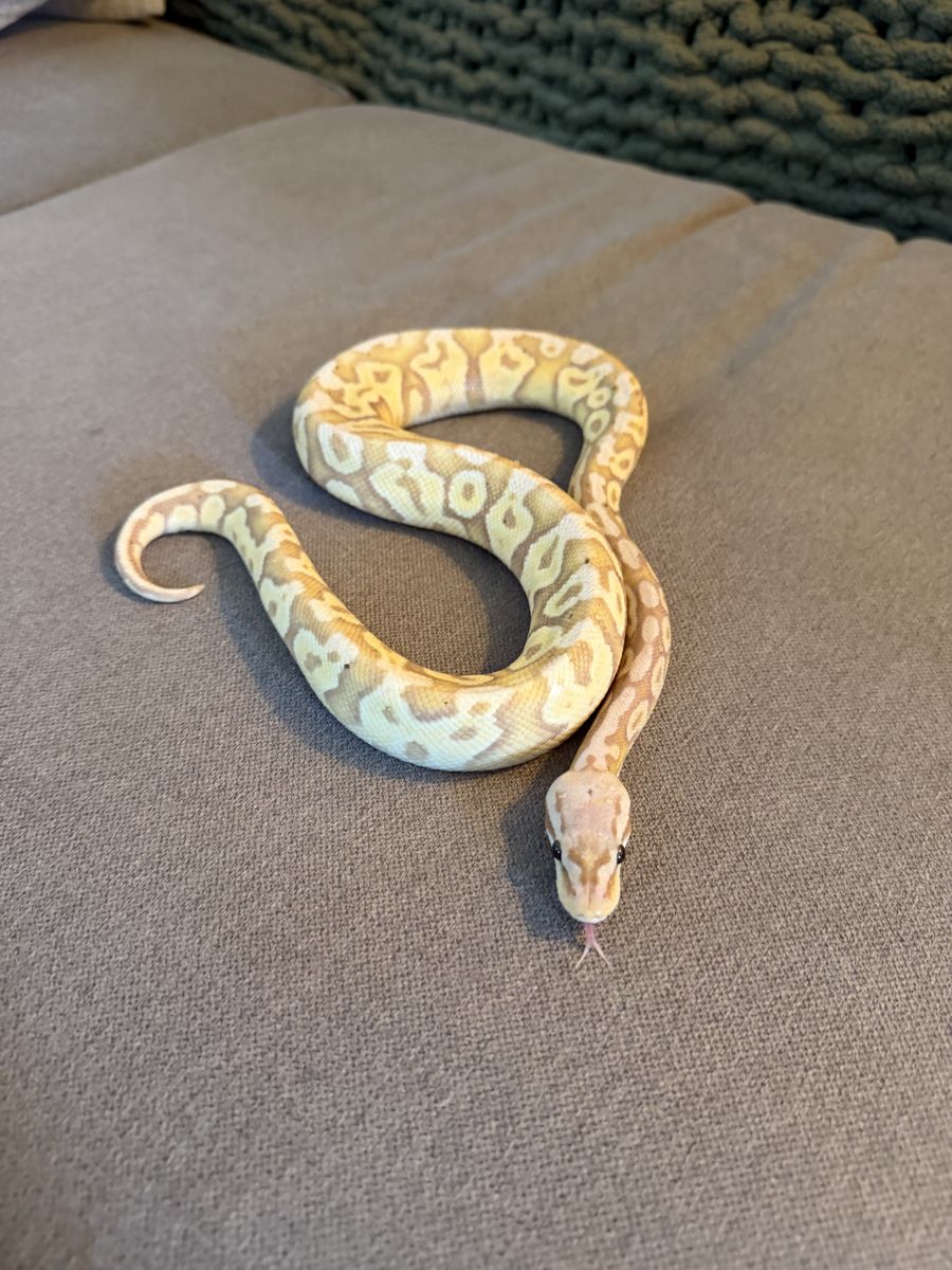 Super Pastel Banana Ball Python