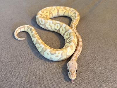 Super Pastel Banana Ball Python