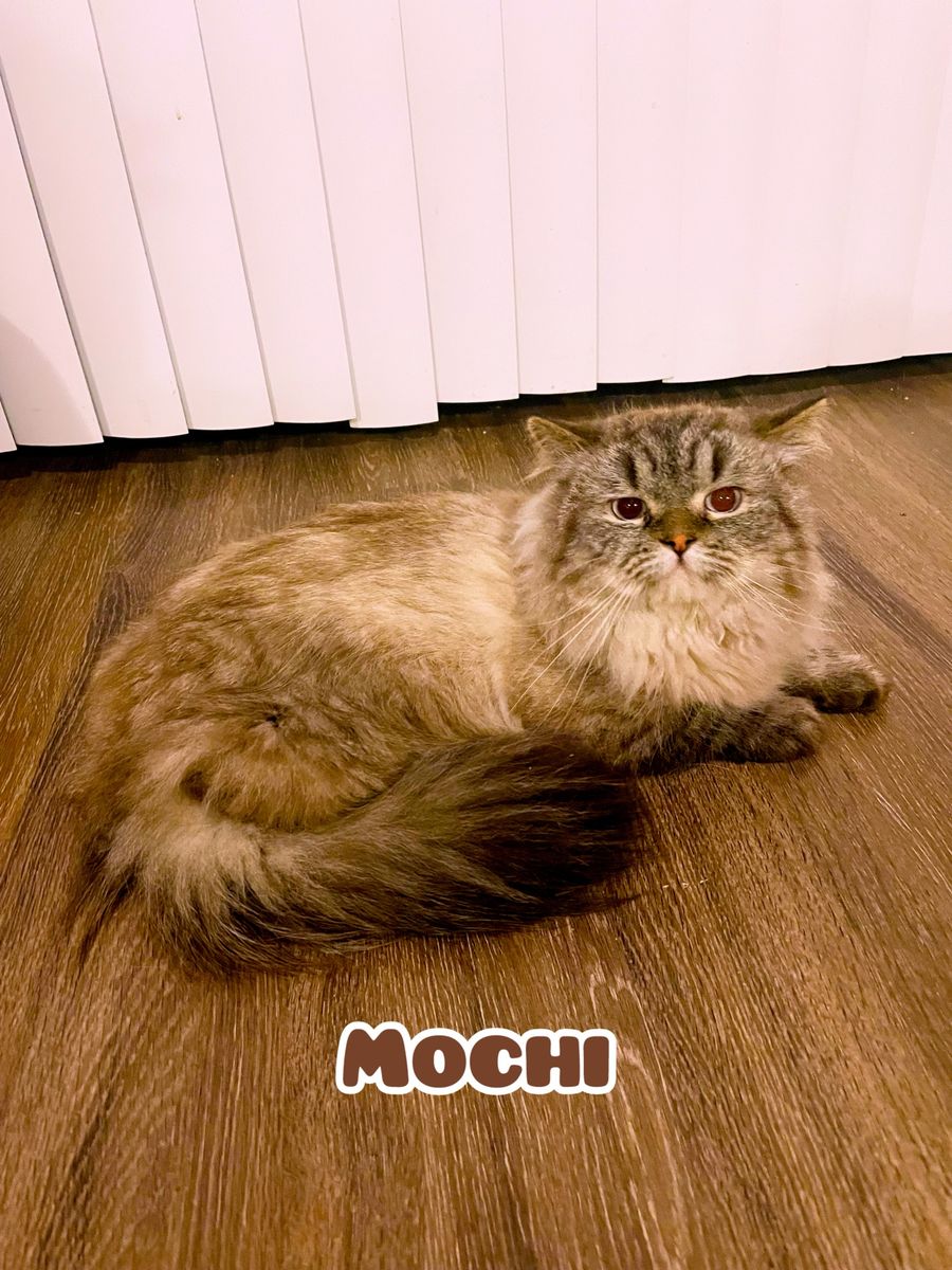 Purebred Beautiful Ragdoll Stud
