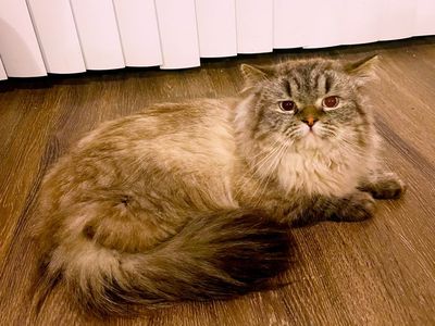 Purebred Beautiful Ragdoll Stud