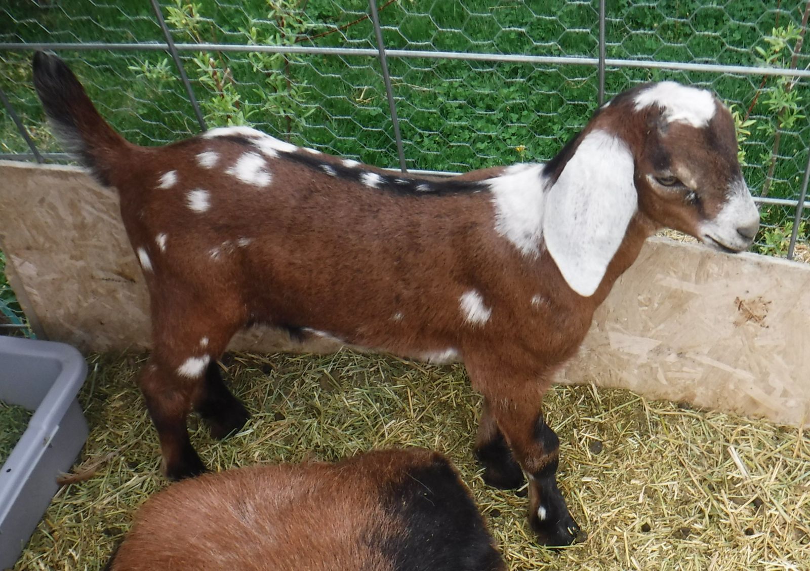Nubian / Alpine mix bucklings $100 each OBO