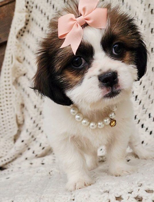 Sweet little Shorkie shih tzu/ yorkie