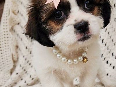 Sweet little Shorkie shih tzu/ yorkie