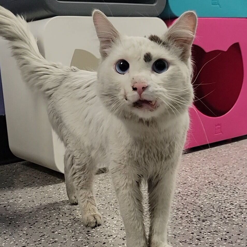 Hello my name is Kuzco