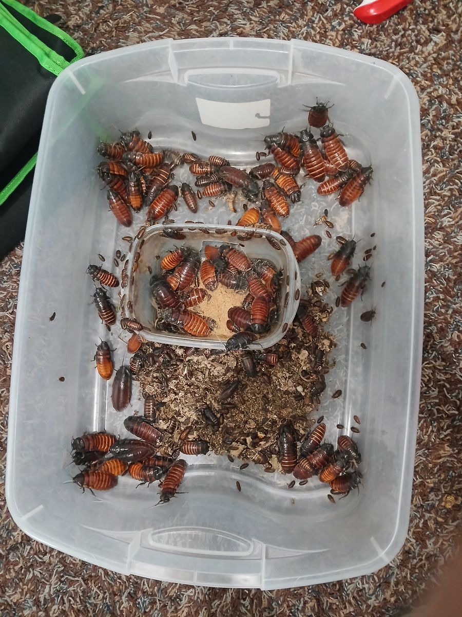 Hisser Roach colony
