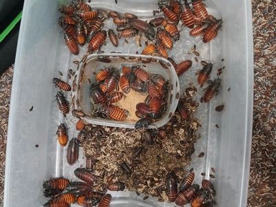 Hisser Roach colony