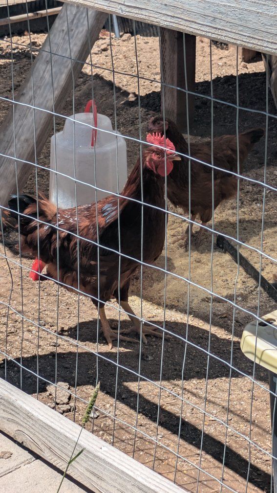 Rhoade Island Red Rooster