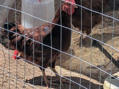 Rhoade Island Red Rooster
