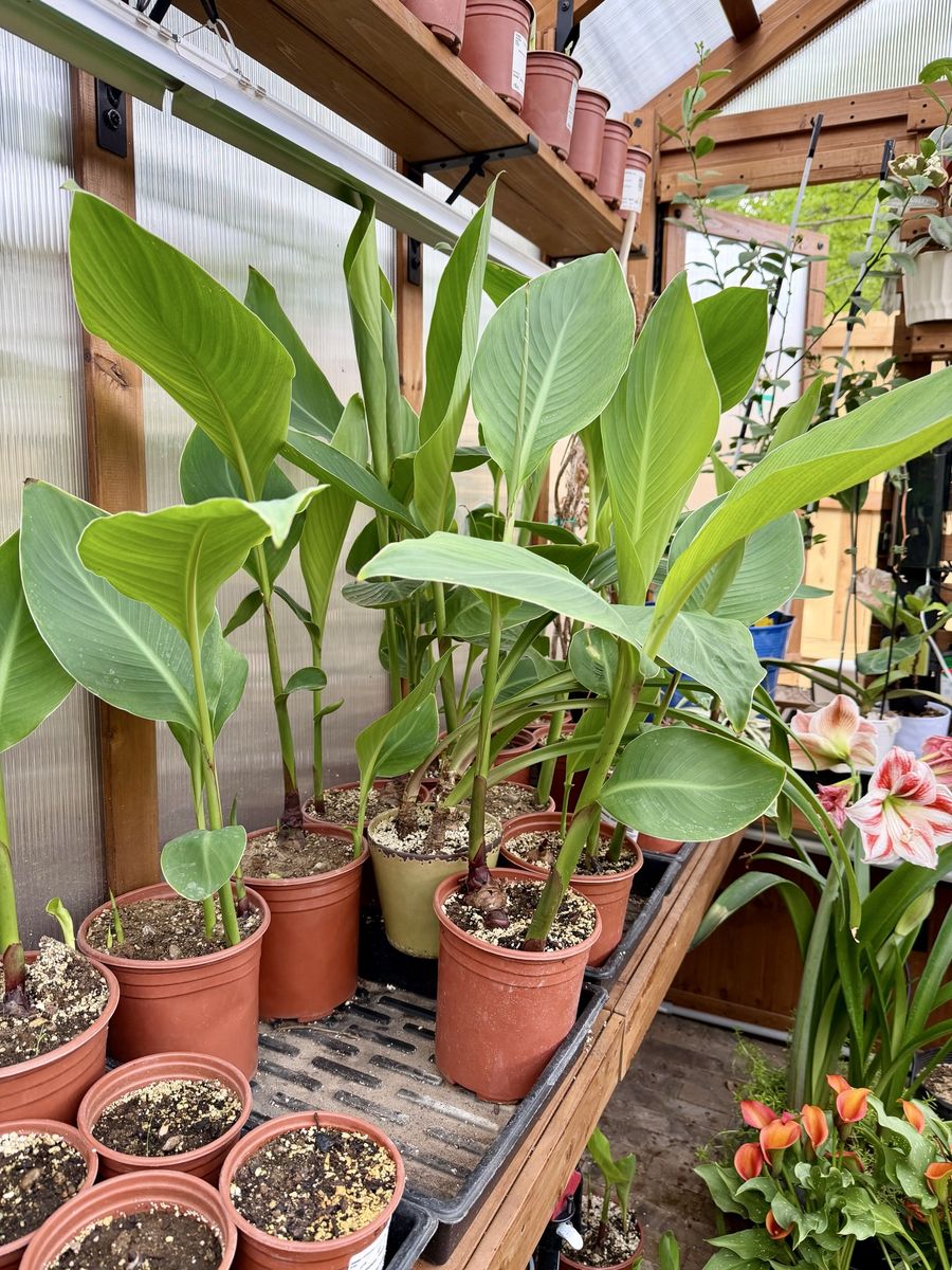 Canna Lily Plants - Vibrant Green Foliage, Established Pots - Ready for Your Garden!