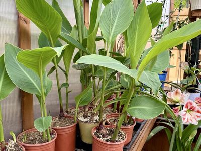 Canna Lily Plants - Vibrant Green Foliage, Established Pots - Ready for Your Garden!