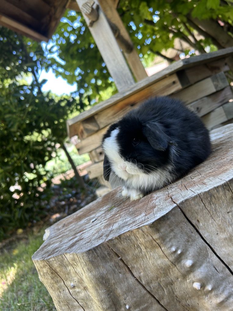 Holland Lop Buck