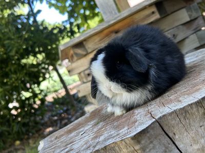 Holland Lop Buck