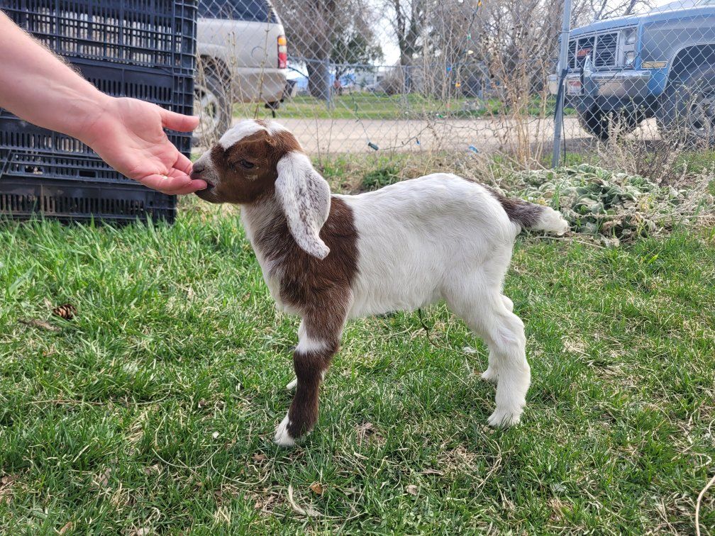 Bottle Buckling Herd Sire Prospect