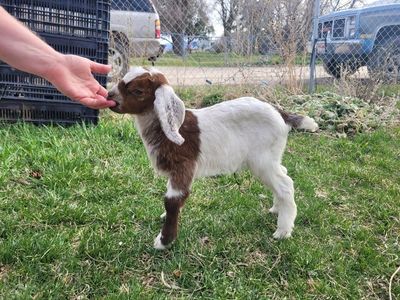 Bottle Buckling Herd Sire Prospect