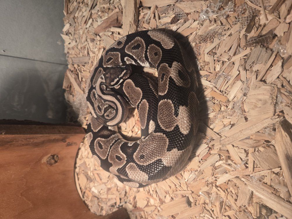 VPI ball python
