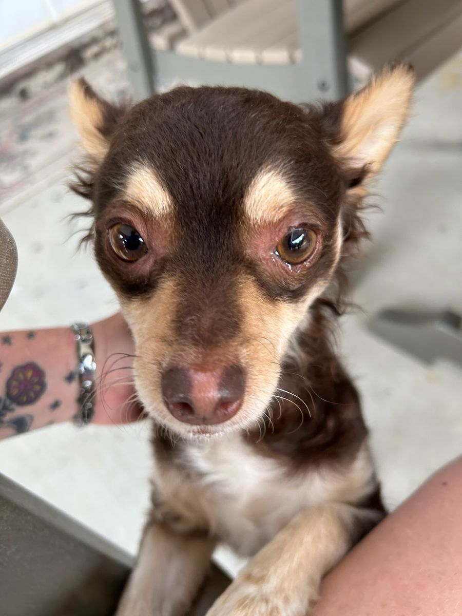Found dog